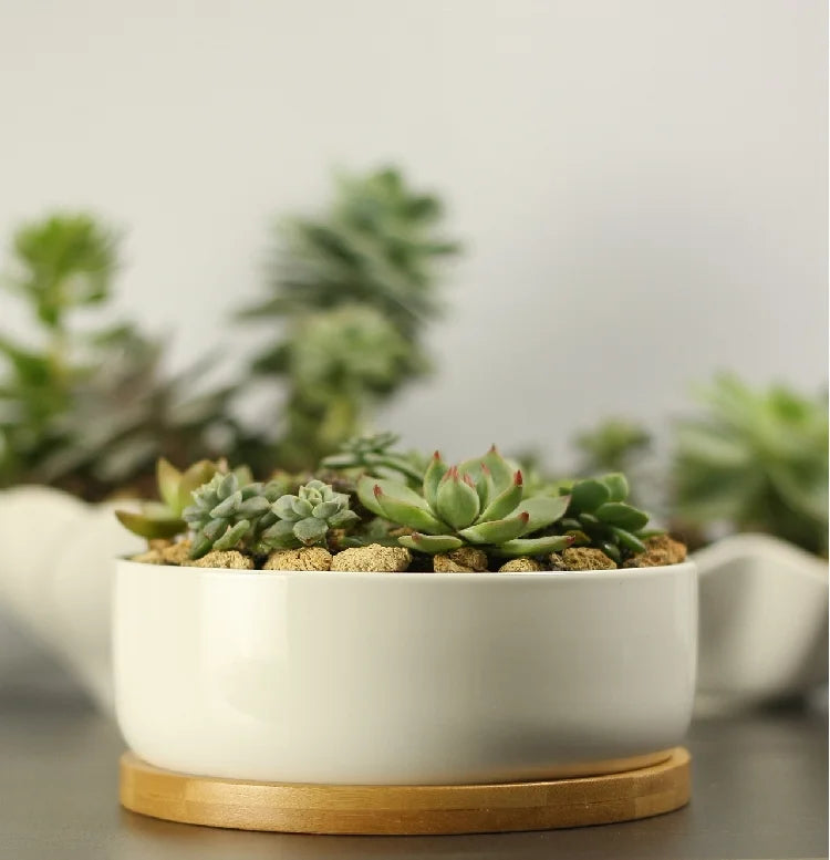 Ceramic Succulent Plant Pot, White Porcelain, Deep Rounded Flower Pot with Bamboo Tray, Office Desktop Table, Bonsai Zakka