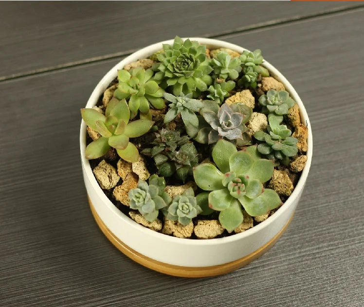 Ceramic Succulent Plant Pot, White Porcelain, Deep Rounded Flower Pot with Bamboo Tray, Office Desktop Table, Bonsai Zakka
