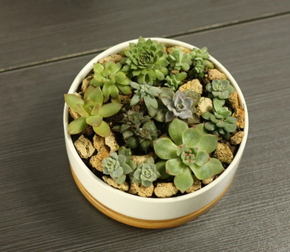 Ceramic Succulent Plant Pot, White Porcelain, Deep Rounded Flower Pot with Bamboo Tray, Office Desktop Table, Bonsai Zakka