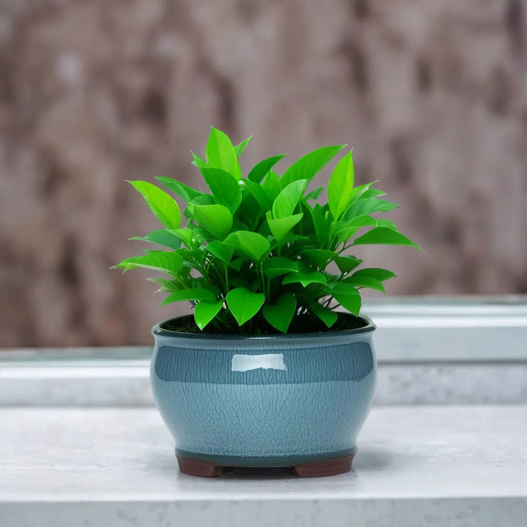 Ceramic Garden Planter Pots Ceramic Plant Pots with Drainage Holes for Indoor Flowers Cactus Herbs Aloes